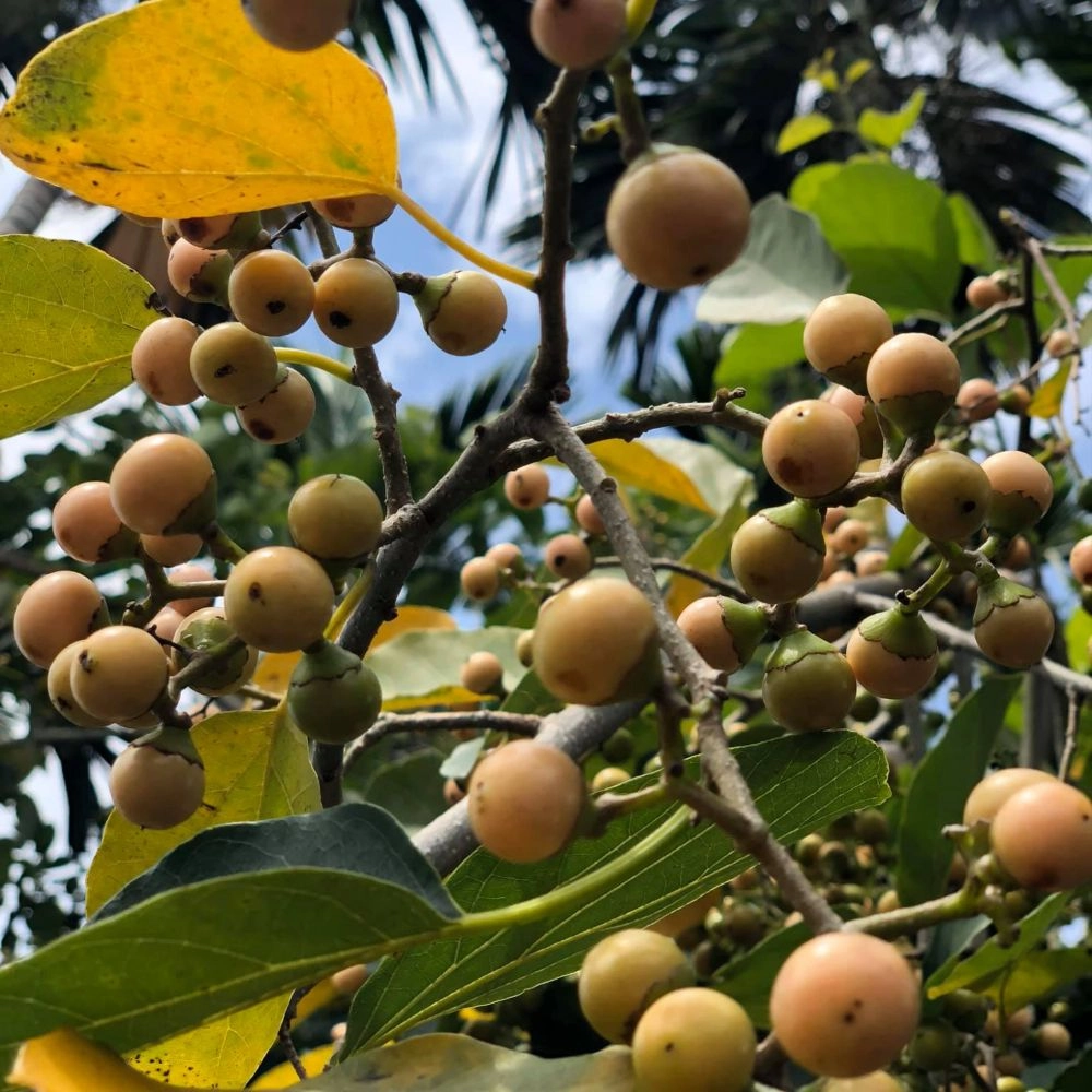 素食古早味破布子(不辣)-600克
